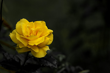 Image showing yellow rose