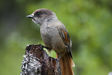 Image showing siberian jay