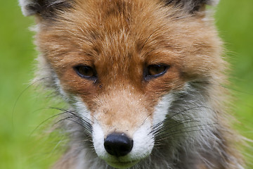 Image showing red fox