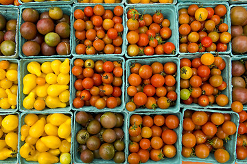 Image showing Organic Tomatoes