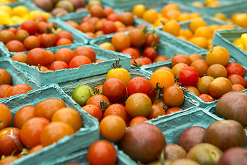 Image showing Organic Tomatoes