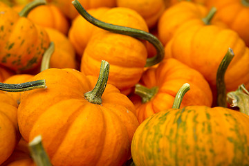 Image showing Organic Pumpkins