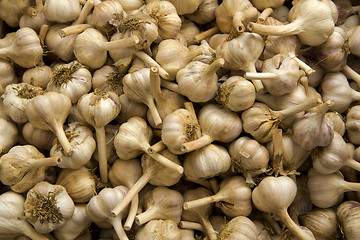 Image showing Organic Garlics