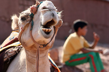 Image showing Camel with cameldriver