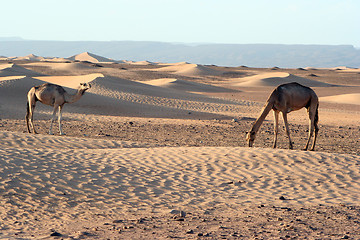 Image showing Camels in the Sahara