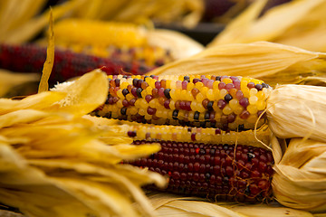 Image showing Organic Corn