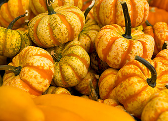 Image showing Organic Pumpkins