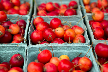 Image showing Crabapples