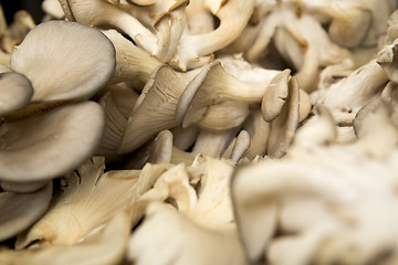 Image showing Organic Mushrooms