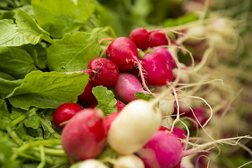 Image showing Organic Radishes