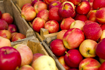 Image showing Organic Apples