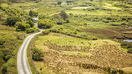 Image showing sheeps Ireland