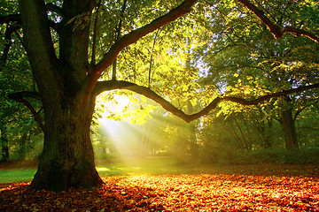 Image showing Mighty oak tree  