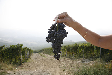 Image showing Ripe Nebbiolo grapes