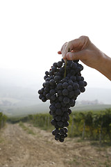 Image showing Ripe Nebbiolo grapes