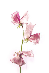 Image showing sweet pea stem