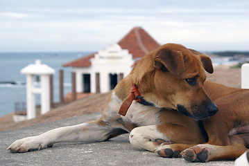 Image showing Dog