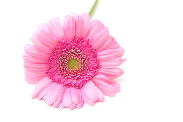 Image showing single pink zinnia