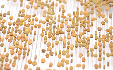 Image showing Sprouting fenugreek