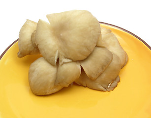 Image showing Oyster mushrooms on ceramic plate on white