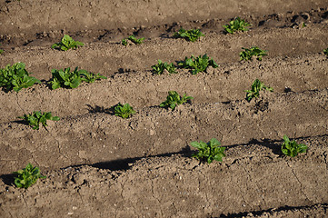 Image showing Potato field