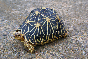 Image showing Star tortoise on the road