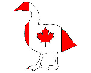 Image showing Canada goose 