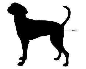 Image showing Illustration how to take the temperature of a dog