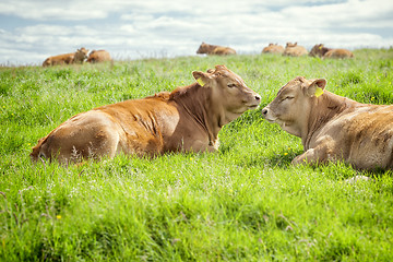 Image showing irish cows