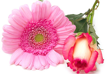 Image showing zinnia and rosebud