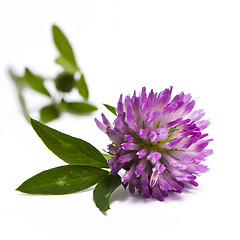 Image showing Red clover