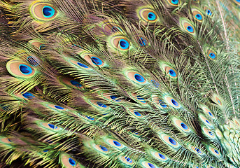 Image showing Bird feathers. Peacock