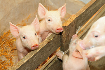 Image showing Piglets in pen