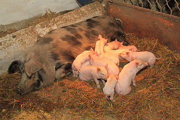 Image showing Suckling piglets