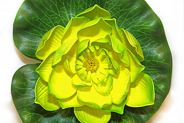 Image showing Oriental flower