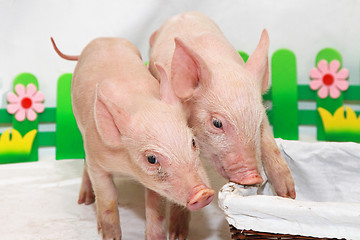 Image showing Two piglets