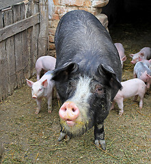 Image showing Black sow