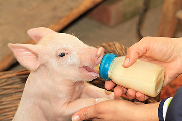 Image showing Bottle feed piglet