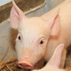 Image showing Piglet