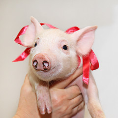 Image showing Piglet with bow