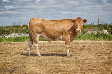 Image showing irish cow