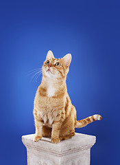 Image showing Ginger Cat