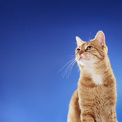 Image showing Ginger Cat