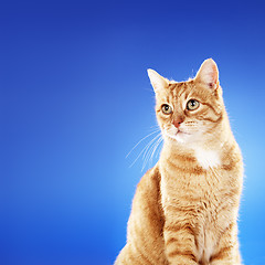 Image showing Ginger Cat