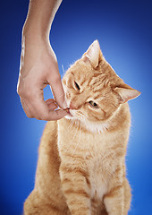 Image showing Cat's Treat