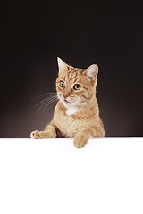 Image showing Ginger Cat