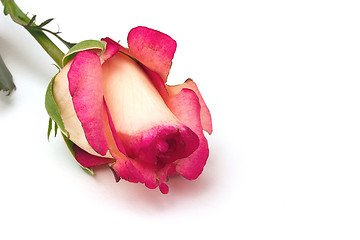 Image showing single rosebud