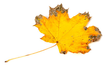 Image showing Yellow dried autumn maple-leaf