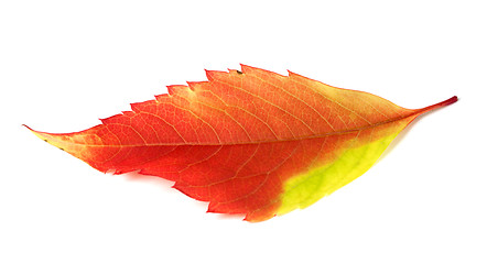 Image showing Multicolor autumn leaf