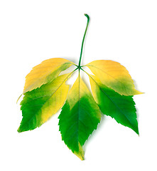 Image showing Multicolor virginia creeper leaves